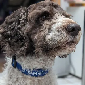 Team GB Triomphe Logo Dog Collar